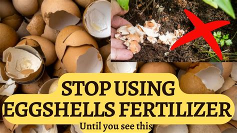 How To Use Eggshells As Fertilizer