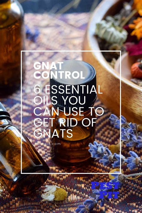 How To Use Essential Oils To Get Rid Of Gnats