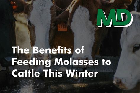 How To Use Molasses For Cattle