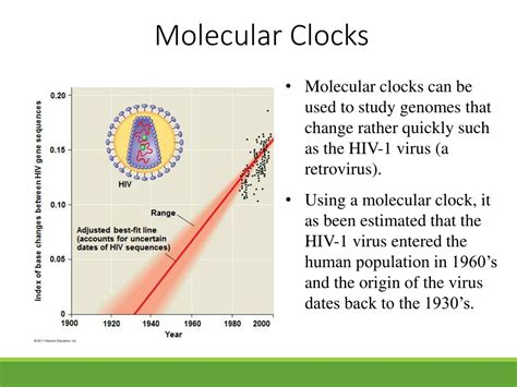 How To Use Molecular Clock