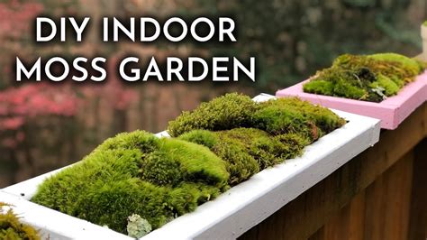 how to use moss for plants