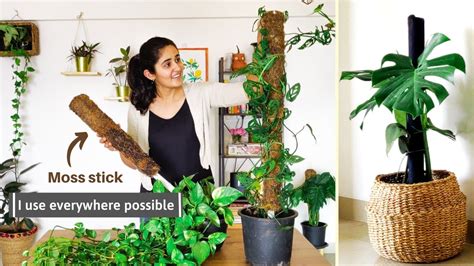 How To Use Moss Stick