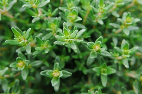 How To Use Native Thyme