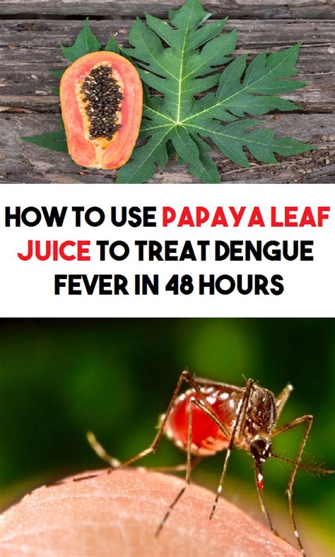 how to use papaya leaves for dengue