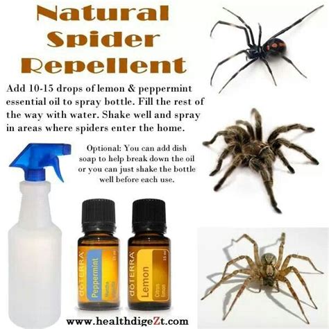 how to use peppermint oil to stop spiders