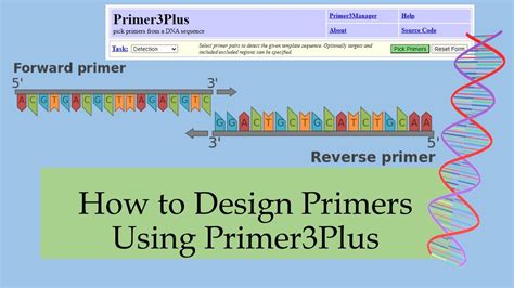 How To Use Primer 3 Plus