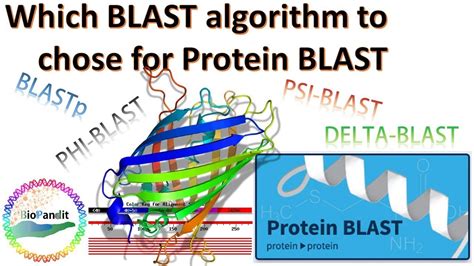How To Use Protein Blast