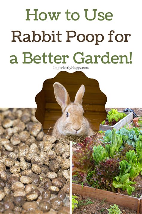 How To Use Rabbit Poop