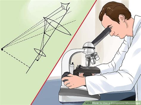 How To Use The Compound Microscope Step By Step