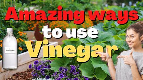 How To Use Vinegar Leaf