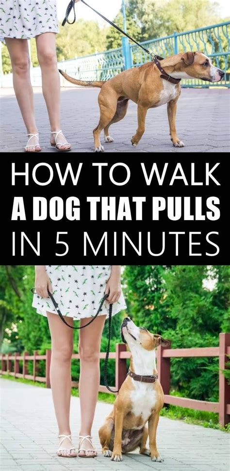 How To Walk A Dog That Pulls