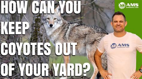 how to watch phoenix coyotes