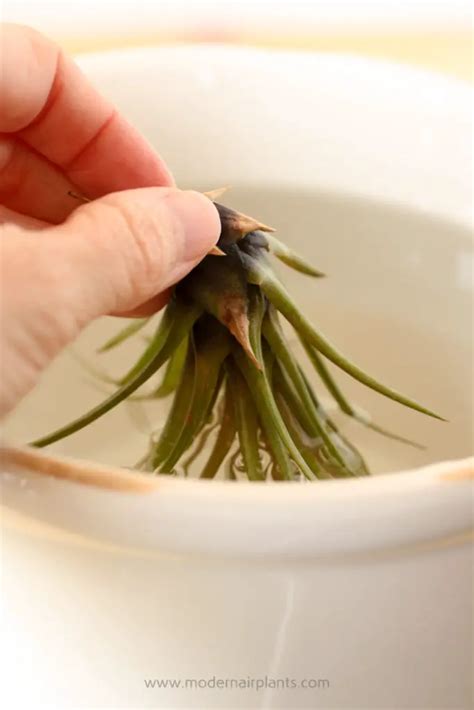 How To Water Air Plants The Right Way To Keep Your Air Plant Alive