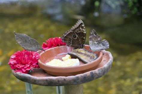 how to water butterflies