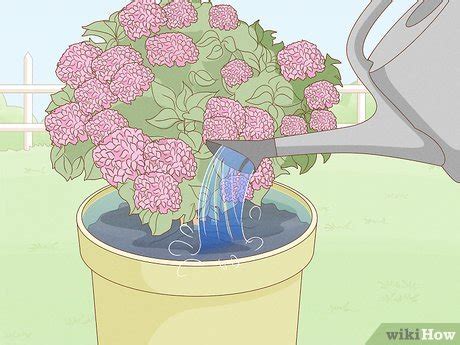 How To Water Hydrangeas In A Pot