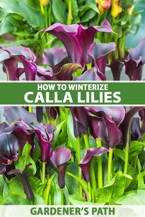 how to winter lilies