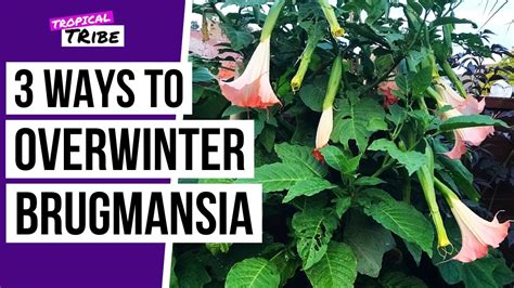 how to winterize angel trumpet plant