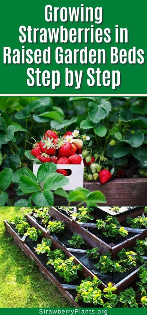 How To Winterize Strawberries In A Raised Bed