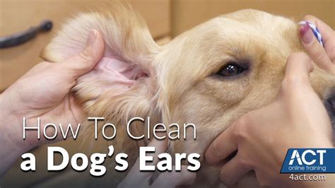 How To Wipe Dog Ears