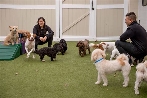 how to work at a doggy daycare