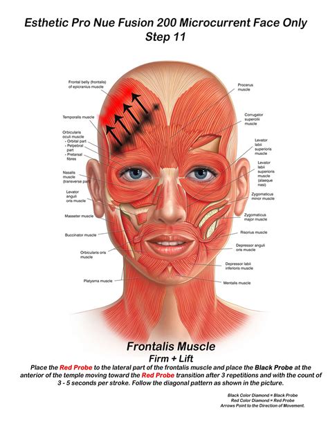 how to work facial muscles