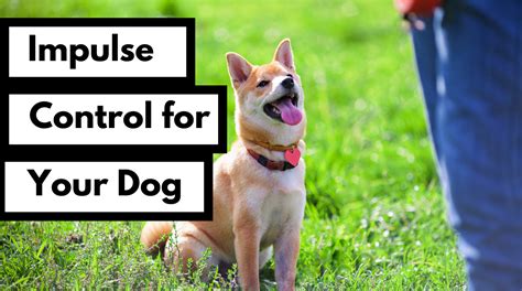 how to work on impulse control with dogs
