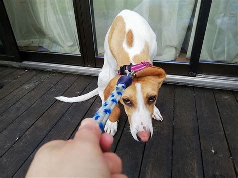 How To Work With A Stubborn Dog