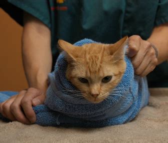 How To Wrap A Cat In A Towel