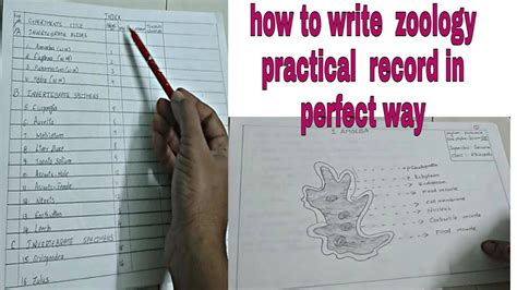 Awasome How To Write Zoology Practical Ideas