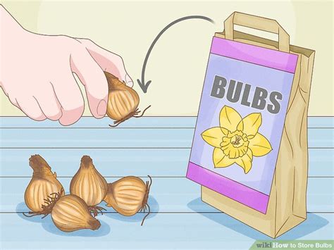 How To.store Bulbs