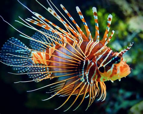 how toxic are lionfish