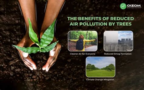 How Trees Help Reduce Air Pollution