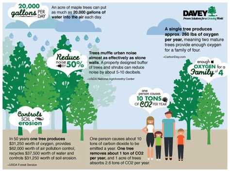 How Trees Help The Environment