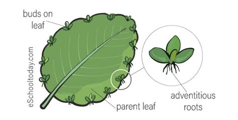 How Vegetative Propagation Occurs In Leaf Explain