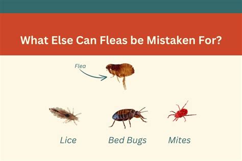 How Visible Are Fleas