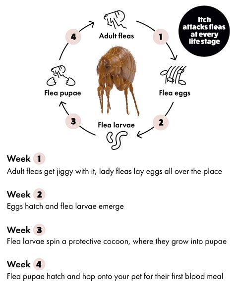 How Well Does Flea Spray Work