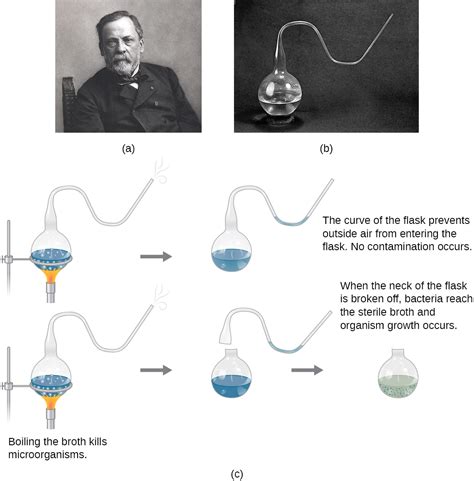 How Were Redi's and Pasteur's Experiments Similar