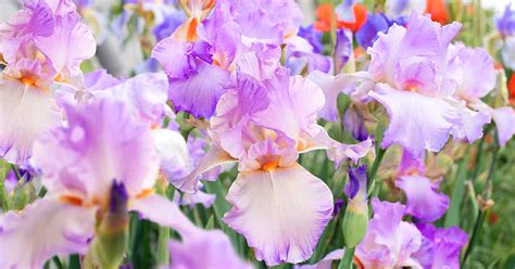 how when to divide iris