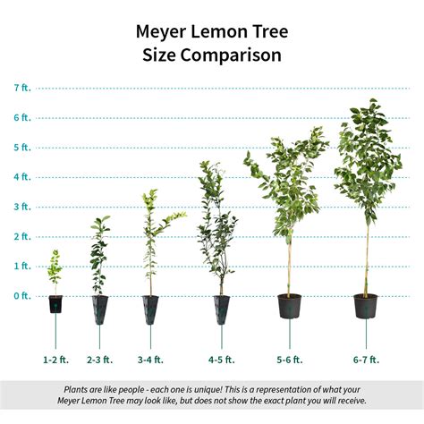 How Wide Does A Meyer Lemon Tree Get