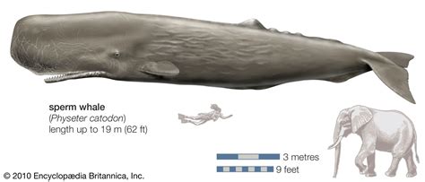 how wide is a sperm whale