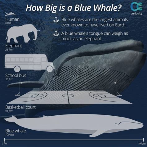 how wide is a whale