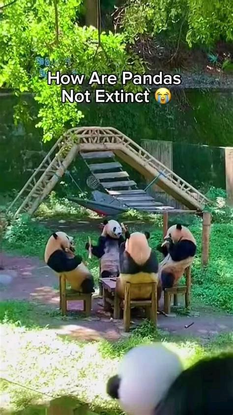 How are pandas not extinct panda animalsoftiktok fyp _fix_001_fix_000 Roy Thurman