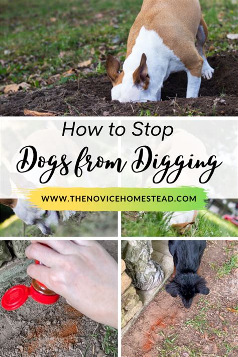 How to Stop Your Dog from Digging Under the Fence A Comprehensive Guide