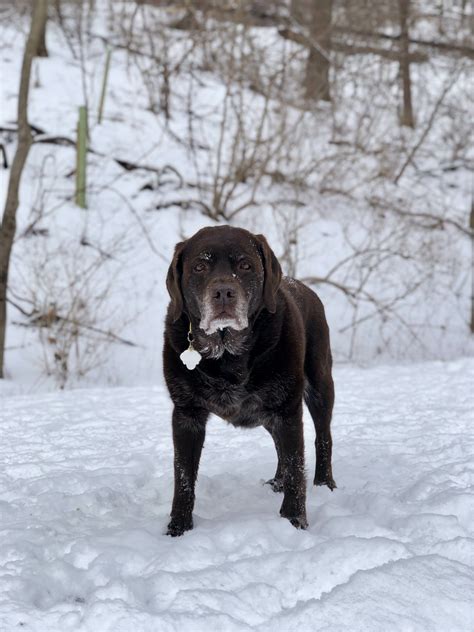 How Cold Is Too Cold For Dogs? (Per Breed, Temperature & FAQ)