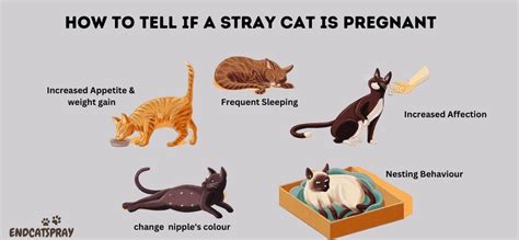 How to Know if a Cat Is a Stray, Feral, Lost, or FreeRoaming