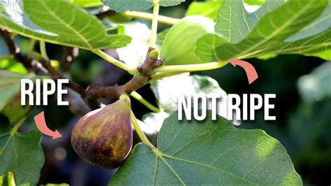 When are your figs ready to pick?