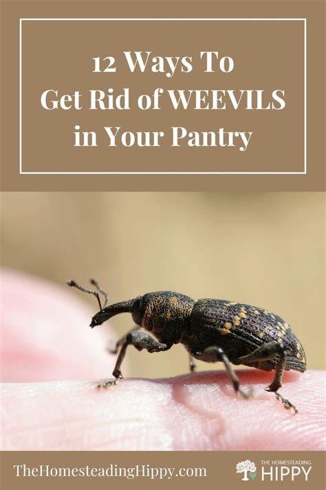 How To Get Rid Of Weevils In Garden Fasci Garden