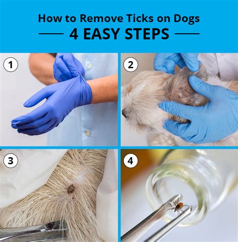 How to Remove a Tick From a Dog Outdoor Life