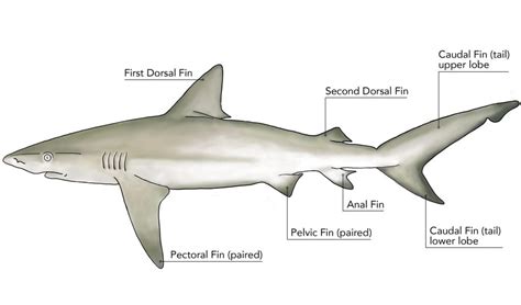 How do sharklets work?