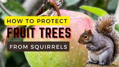 How To Keep Squirrels Out Of Your Garden Constant Delights